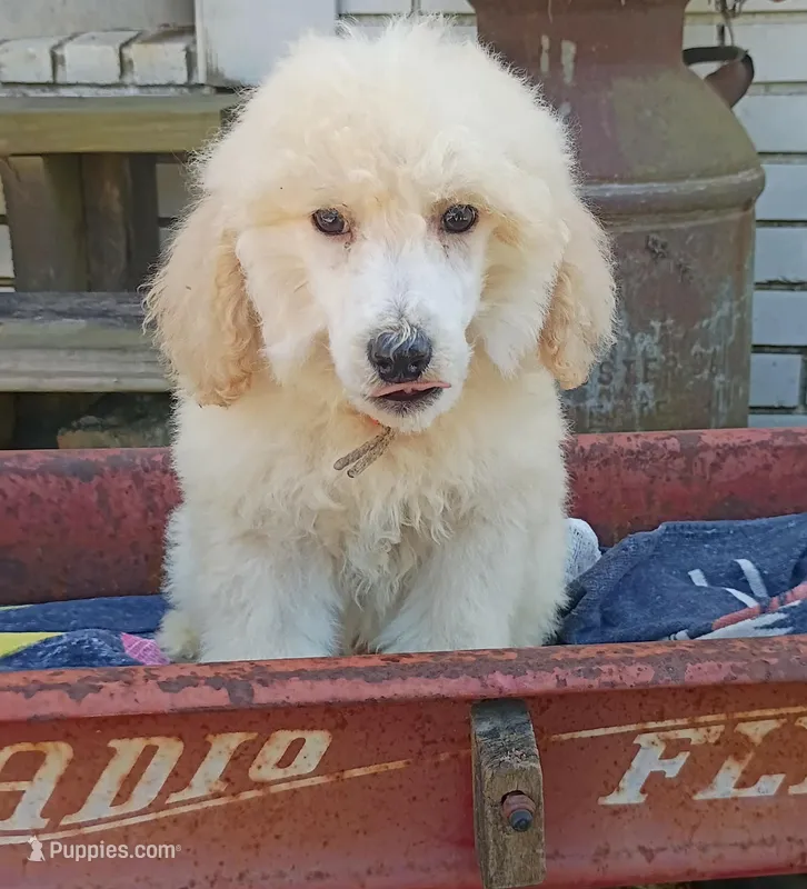 White collar – Poodle - Standard  puppy for sale in Seminole, AL