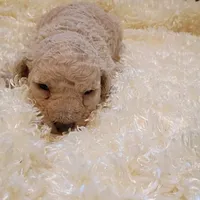 White collar, a male Poodle - Standard  for sale in Seminole, AL – Photo 1 of 7