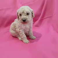 White collar, a male Poodle - Standard  for sale in Seminole, AL – Photo 6 of 7