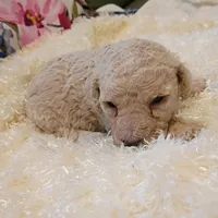 White collar, a male Poodle - Standard  for sale in Seminole, AL – Photo 3 of 7