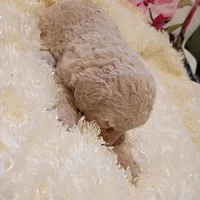 White collar, a male Poodle - Standard  for sale in Seminole, AL – Photo 4 of 7