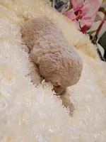 processed/d87d9b7f-e6a6-4c15-af7b-8b8abcbf24c5/listing/4ab6e7cc-82ff-44c9-9446-d8de0244f373/c870cc22-b363-4bf7-b8cd-12518eba4574