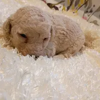 White collar, a male Poodle - Standard  for sale in Seminole, AL – Photo 2 of 7