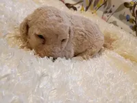 processed/d87d9b7f-e6a6-4c15-af7b-8b8abcbf24c5/listing/4ab6e7cc-82ff-44c9-9446-d8de0244f373/d17a1aba-59f7-4613-8387-90a54a43d3cc