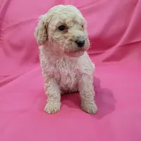 White collar, a male Poodle - Standard  for sale in Seminole, AL – Photo 7 of 7