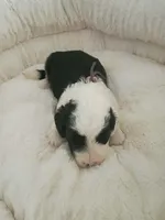Purple , a female Sheepadoodle for sale in Seminole, AL – 2 of 2