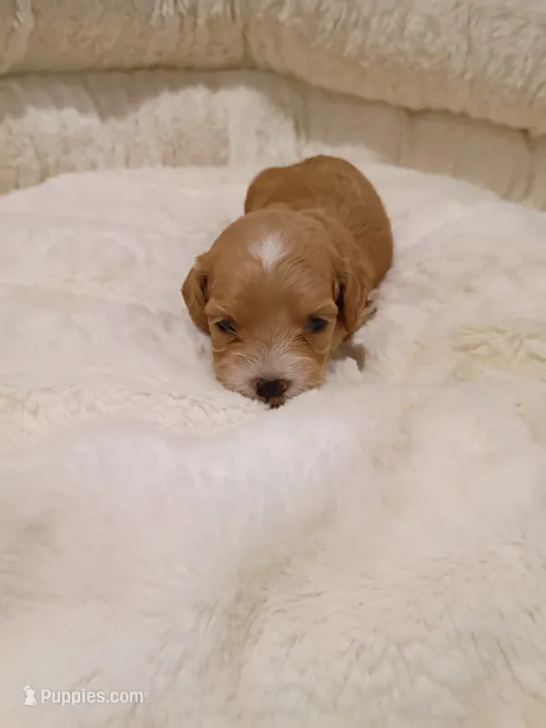 Pink – Cockapoo puppy for sale in Seminole, AL