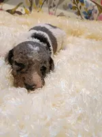 Green, a male Poodle - Standard  for sale in Seminole, AL – Photo 5 of 8