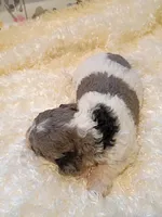 Green, a male Poodle - Standard  for sale in Seminole, AL – Photo 1 of 8