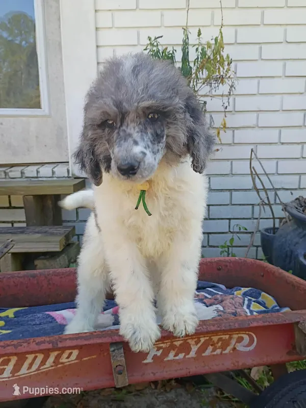 Green – Poodle - Standard  puppy for sale in Seminole, AL