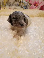 Green, a male Poodle - Standard  for sale in Seminole, AL – Photo 2 of 8