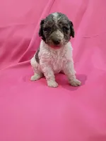 Green, a male Poodle - Standard  for sale in Seminole, AL – Photo 7 of 8