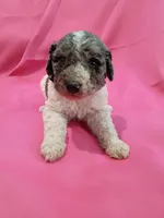 Green, a male Poodle - Standard  for sale in Seminole, AL – Photo 6 of 8