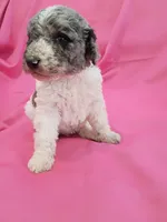 Green, a male Poodle - Standard  for sale in Seminole, AL – Photo 8 of 8