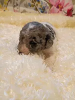 Green, a male Poodle - Standard  for sale in Seminole, AL – Photo 4 of 8