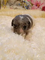 Green, a male Poodle - Standard  for sale in Seminole, AL – Photo 3 of 8