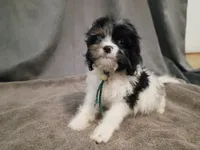 Blue, a male Cockapoo for sale in Seminole, AL – 2 of 2