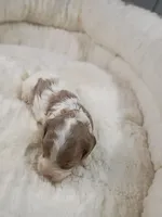 processed/d87d9b7f-e6a6-4c15-af7b-8b8abcbf24c5/listing/58623e41-2ece-4b5c-b256-dbb5c99d63f5/49f0005d-f242-4c4e-9947-89716d3064ac