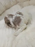 processed/d87d9b7f-e6a6-4c15-af7b-8b8abcbf24c5/listing/58623e41-2ece-4b5c-b256-dbb5c99d63f5/c9c1963c-4f4a-4af4-9f01-efaf38c77533