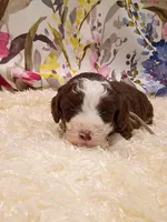 processed/d87d9b7f-e6a6-4c15-af7b-8b8abcbf24c5/listing/60aa2f25-133b-4163-a3ec-a89edaed7fd7/4a68353c-07c1-404d-b5a1-274cecfb0dfa