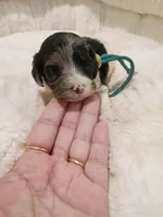 Blue, a male Cockapoo for sale in Seminole, AL – 1 of 2