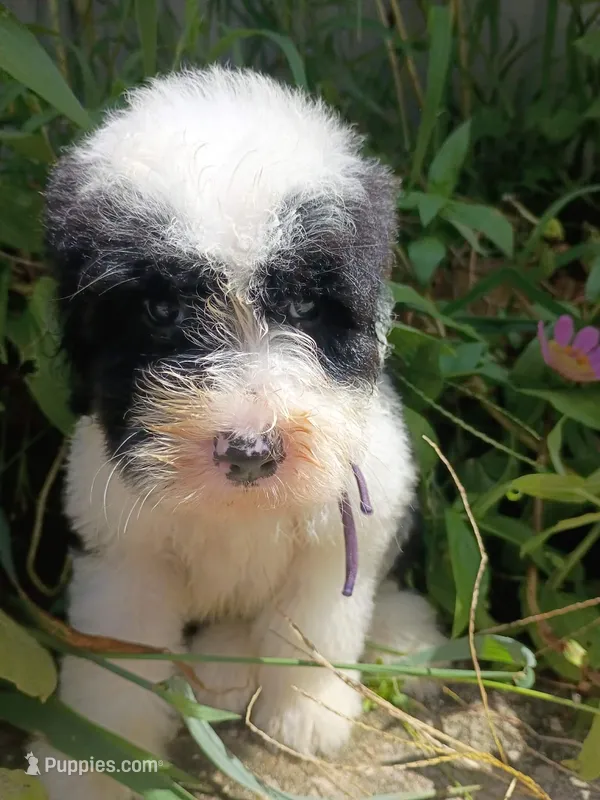 Purple  – Sheepadoodle puppy for sale in Seminole, AL