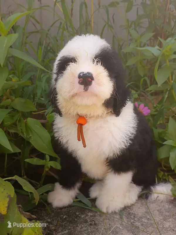 Orange  – Sheepadoodle puppy for sale in Seminole, AL