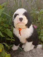 Orange , a male Sheepadoodle for sale in Seminole, AL – 1 of 2