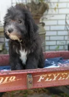 Lime collar, a male Sheepadoodle for sale in Seminole, AL – Photo 1 of 2