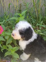 Orange , a male Sheepadoodle for sale in Seminole, AL – 2 of 2