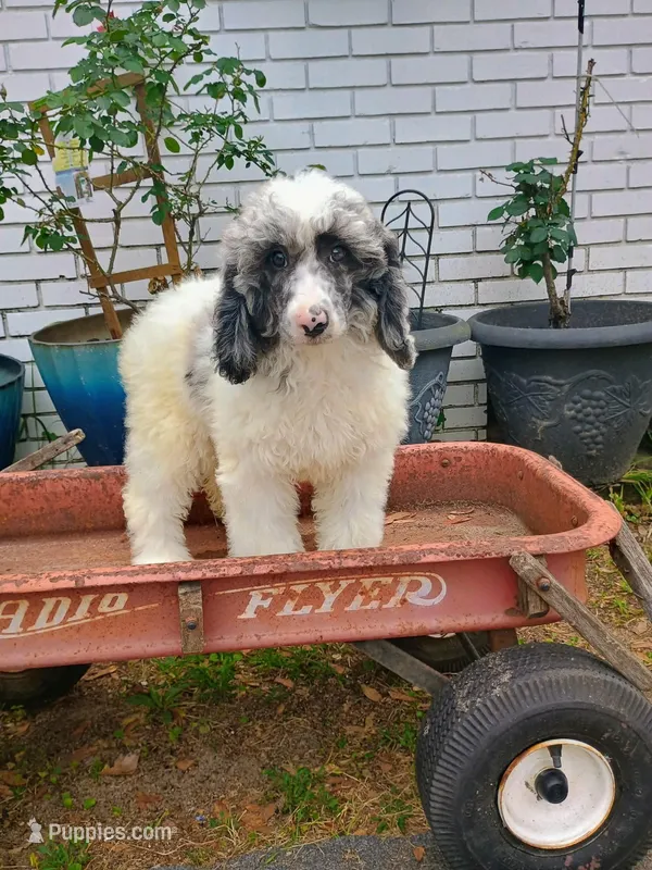 Purple  – Poodle - Multi-Colored Standard puppy for sale in Seminole, AL