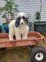 Purple , a female Poodle - Multi-Colored Standard for sale in Seminole, AL – Photo 1 of 2