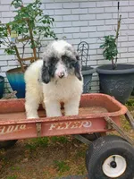 Purple , a female Poodle - Multi-Colored Standard for sale in Seminole, AL – Photo 2 of 2