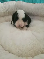 Black, a male Sheepadoodle for sale in Seminole, AL – 2 of 2