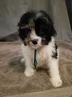 Blue, a male Cockapoo for sale in Seminole, AL – 1 of 2