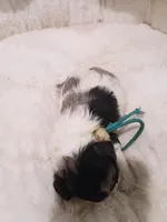 Blue, a male Cockapoo for sale in Seminole, AL – 2 of 2