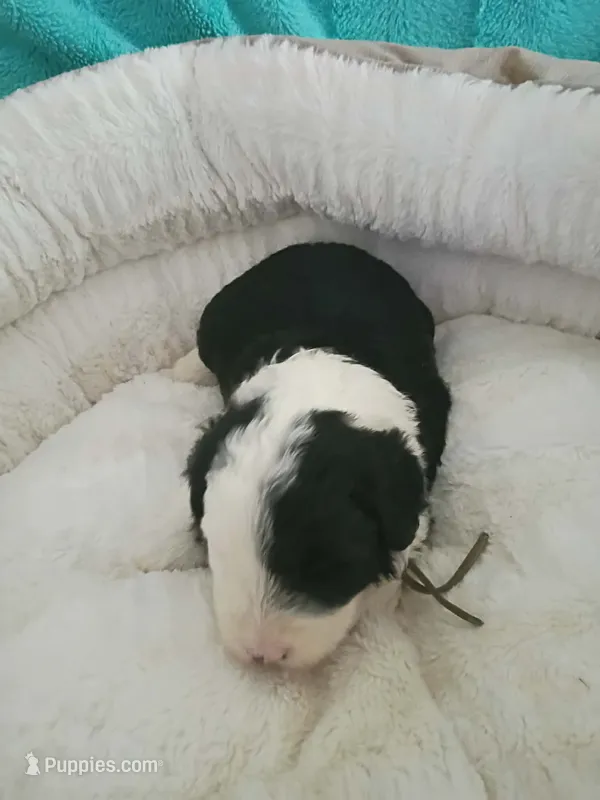 White – Sheepadoodle puppy for sale in Seminole, AL