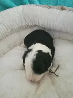 White, a male Sheepadoodle for sale in Seminole, AL – 1 of 2
