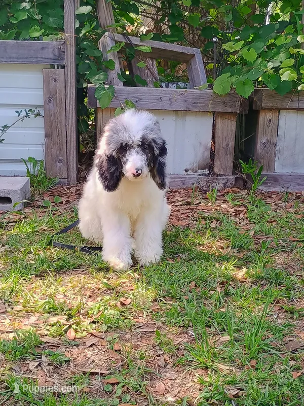 Purple  – Poodle - Multi-Colored Standard puppy for sale in Seminole, AL