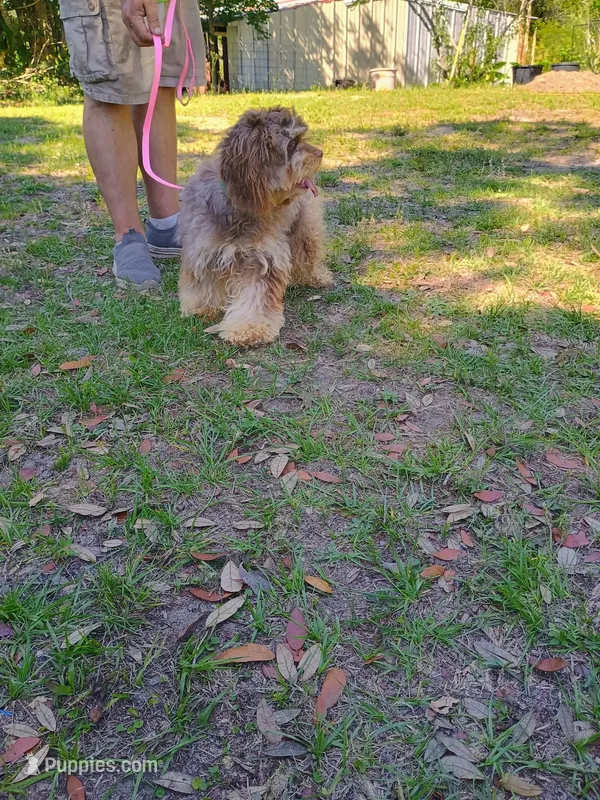 Bryer – Cocker Spaniel puppy for sale in Seminole, AL