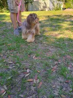 Bryer, a female Cocker Spaniel for sale in Seminole, AL – 1 of 2