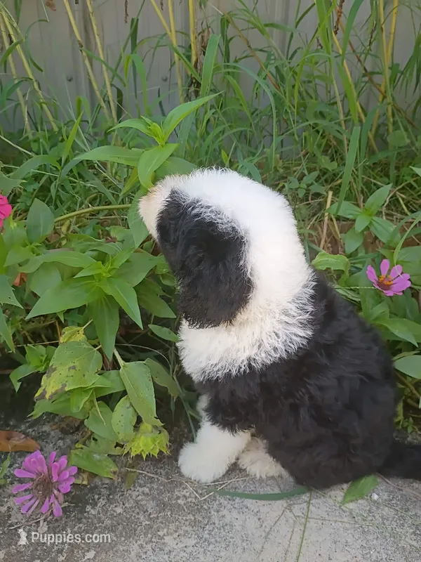 Black – Sheepadoodle puppy for sale in Seminole, AL