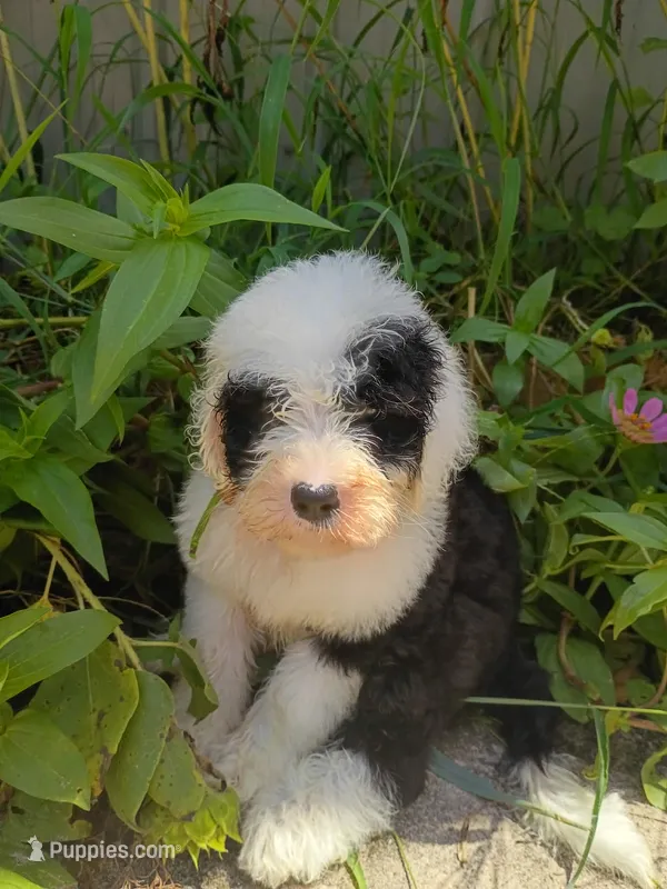 Lime – Sheepadoodle puppy for sale in Seminole, AL
