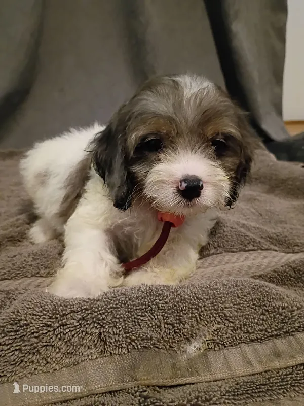 Red – Cockapoo puppy on hold in Seminole, AL