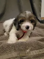 Red, a male Cockapoo for sale in Seminole, AL – 1 of 2