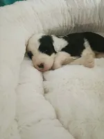 Lime, a female Sheepadoodle for sale in Seminole, AL – 2 of 2