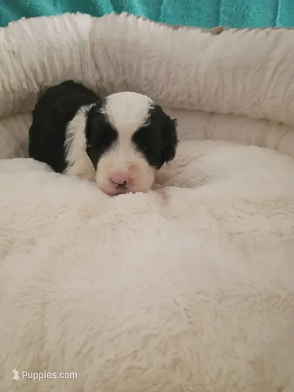 Pink – Sheepadoodle puppy for sale in Seminole, AL