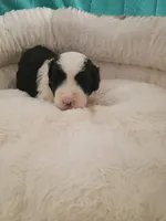 Pink, a female Sheepadoodle for sale in Seminole, AL – 1 of 2
