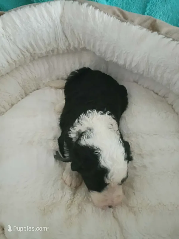 Black – Sheepadoodle puppy for sale in Seminole, AL