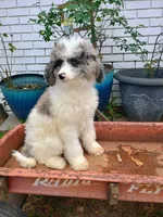 Pink, a female Poodle - Multi-Colored Standard for sale in Seminole, AL – Photo 2 of 2